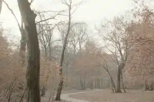Geschwungener Waldweg durch einen nebligen Buchenwald, am Boden und in den Kronen rotbraunes Herbstlaub