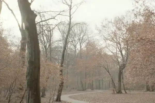 Geschwungener Waldweg durch einen nebligen Buchenwald, am Boden und in den Kronen rotbraunes Herbstlaub