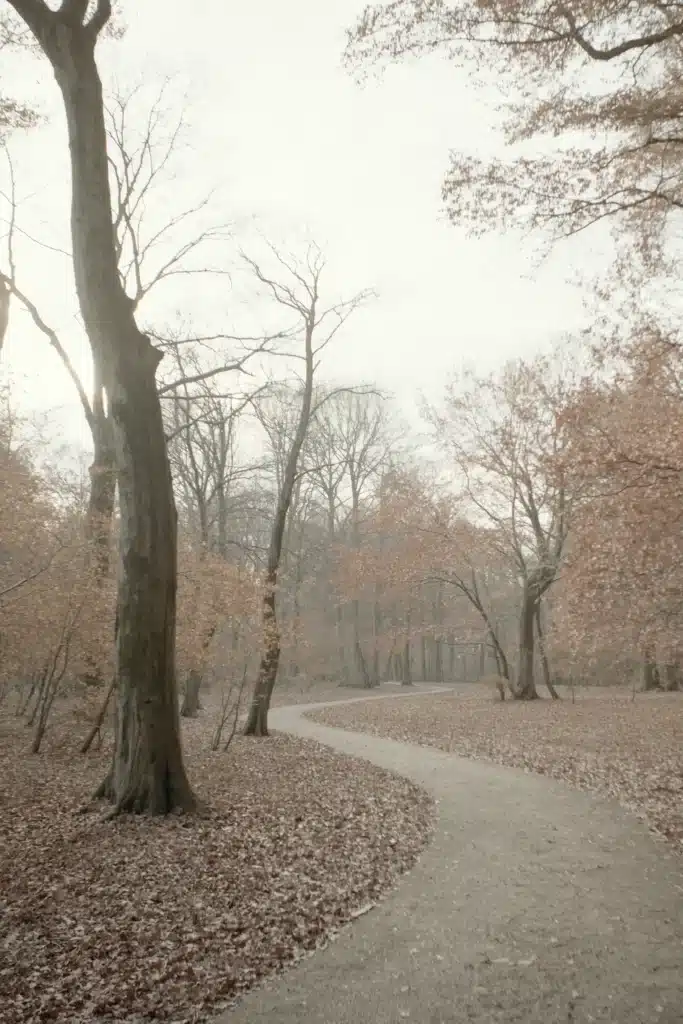 Geschwungener Waldweg durch einen nebligen Buchenwald, am Boden und in den Kronen rotbraunes Herbstlaub